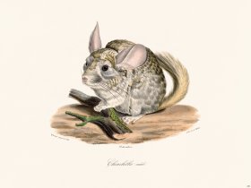 Cuvier 286 Male Ehinchilla