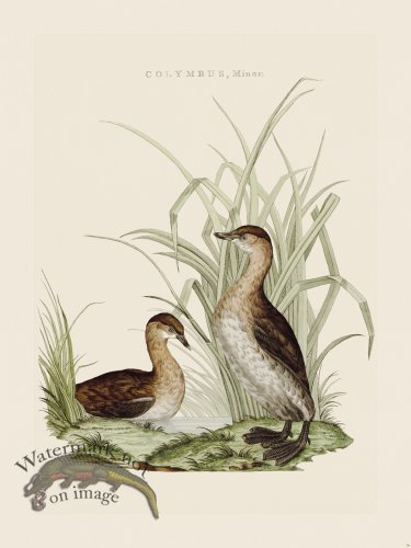 (image for) Nozeman Bird 036