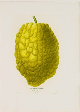 Poiteau Citrus 18
