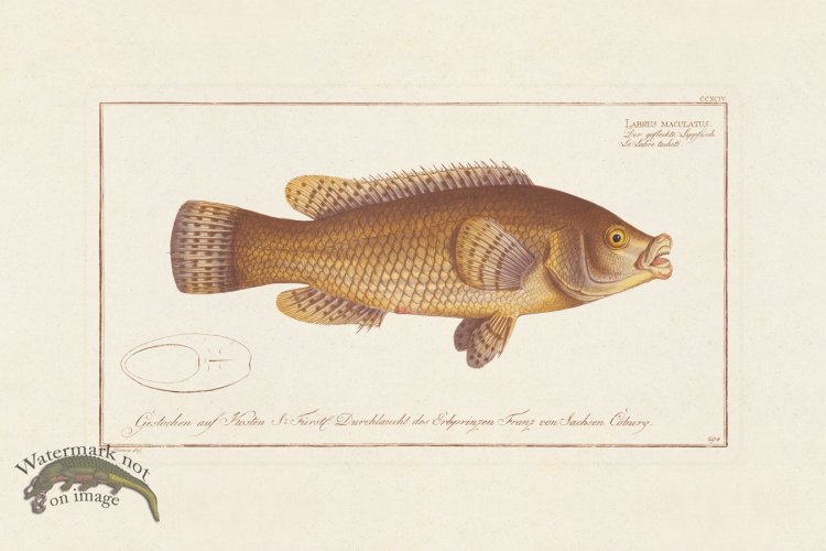 (image for) BLOCH FISH 294