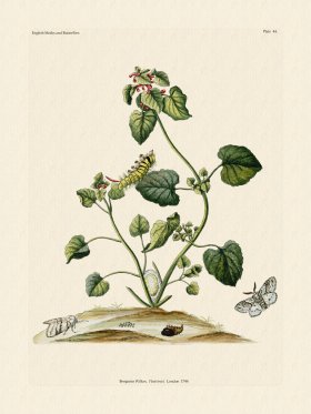 Wilkes Butterflies 044