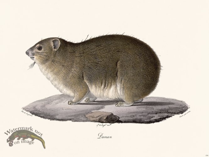 (image for) Cuvier 256 Daman