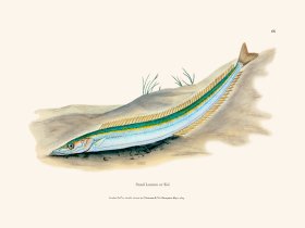 068 Sand Launce or Eel