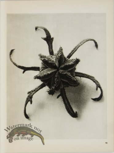 (image for) Blossfeldt T 098