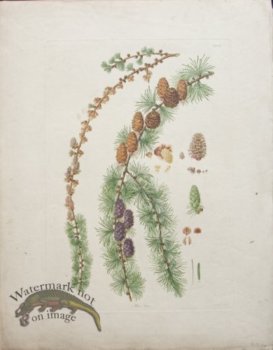 (image for) LG Pine Cone 05