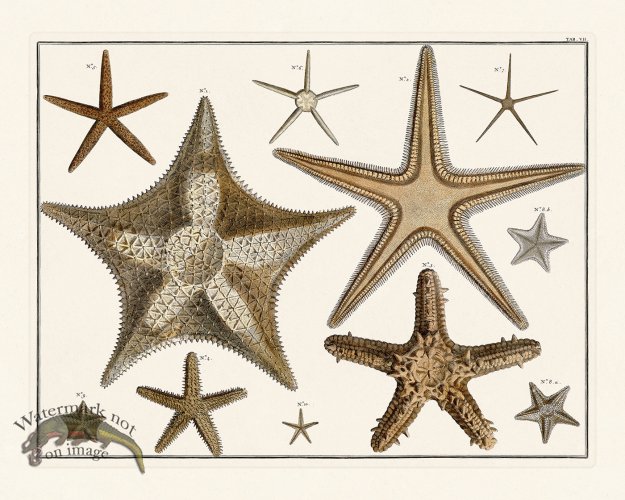 (image for) Seba B2 007 Starfish