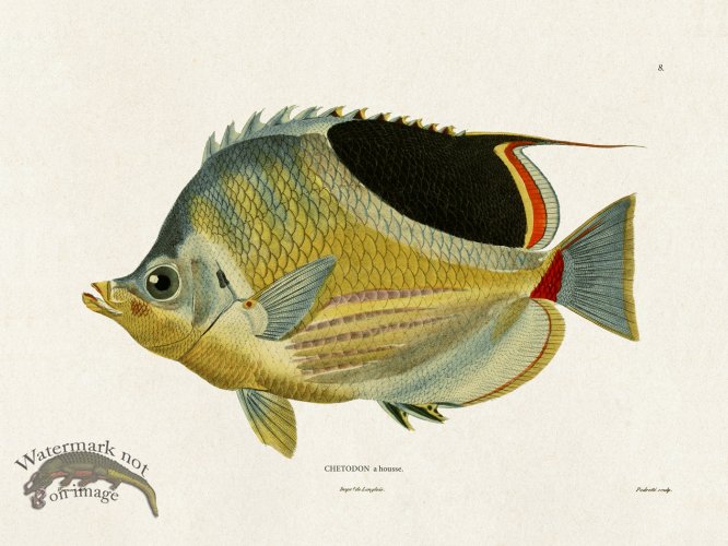 (image for) Werner Fish 008