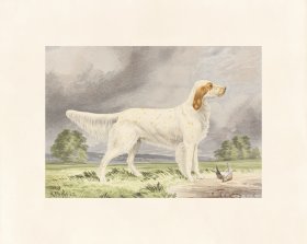 Pope Dog 11 Llewellin Setter Dog