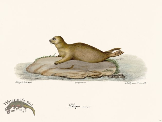 Cuvier 416 The Commonplace