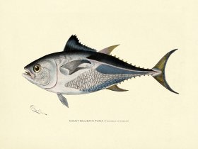 Giant Bluefin Tuna