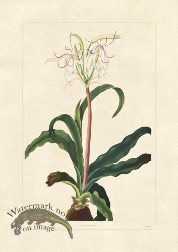 (image for) Edward bury 34