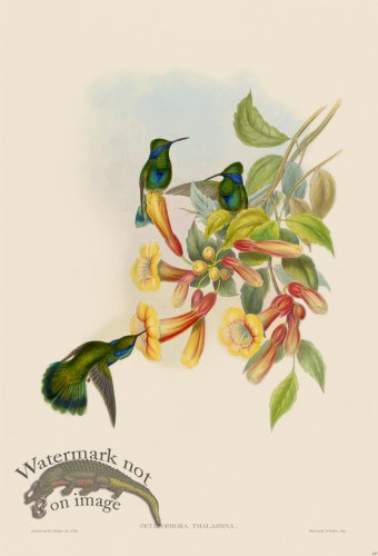 (image for) Gould Hummingbird 227