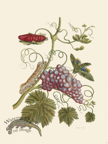 (image for) Merian Metamorphosis 34