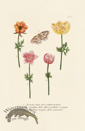 (image for) Weinmann PL 127