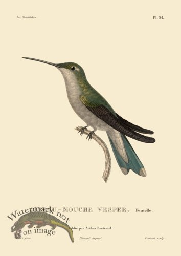 (image for) Humming Bird 54