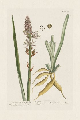 BEE 238 The true white Asphodel