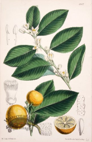 (image for) CBMS_0008