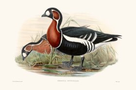 Gould Waterfowl 38