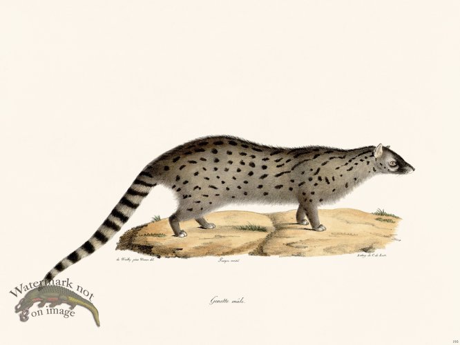 (image for) Cuvier 193 Genette Male