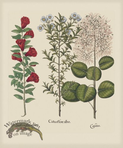 (image for) Besler 144 Colored B2