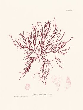 Bradbury Seaweed 084