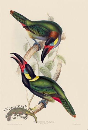 (image for) Koulik Aracari