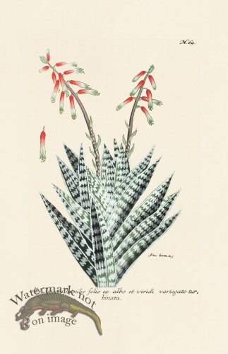 (image for) Weinmann PL 069