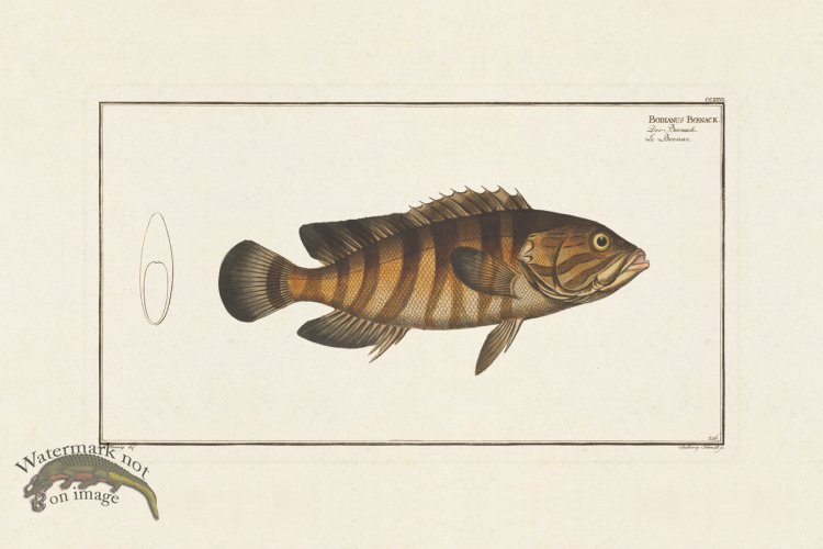 (image for) BLOCH FISH 226