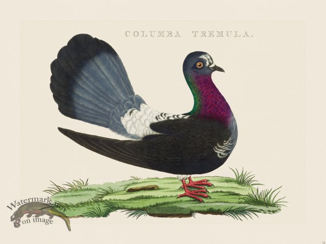 (image for) Nozeman Bird 122