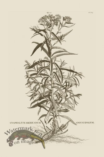 (image for) Abraham Munting 170