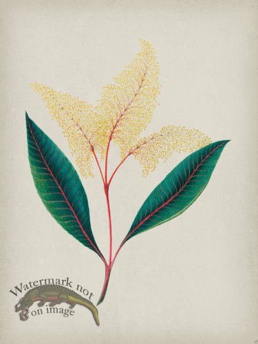 (image for) Andean Botanicals 018