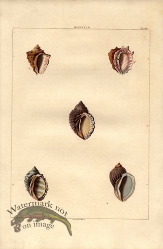 (image for) Perry pl 44