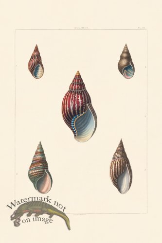 (image for) Perry Shell 30