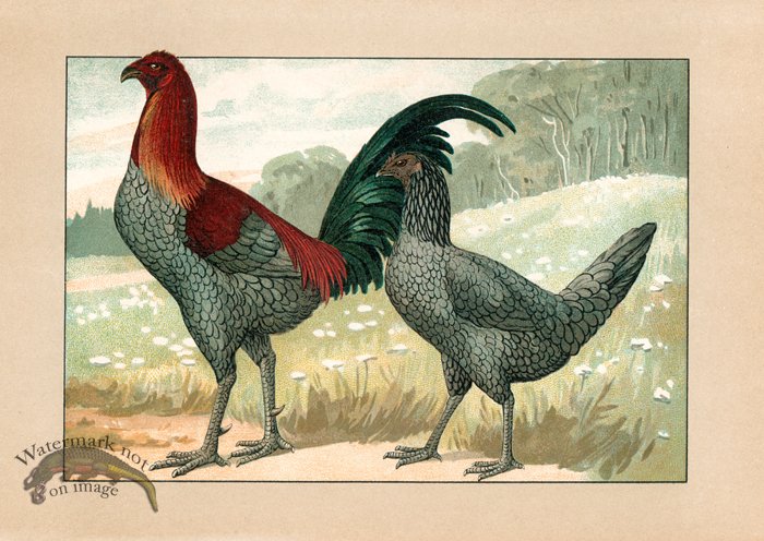 (image for) Chicken 64