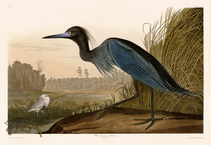 (image for) 307 Blue Crane