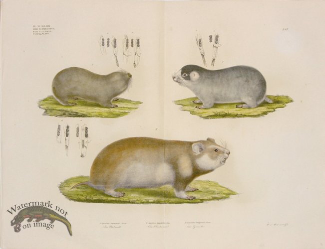 (image for) Goldfuss Two Mole Rats and Hamster