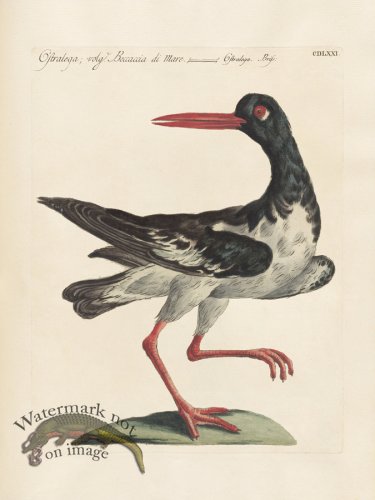 (image for) Manetti 471