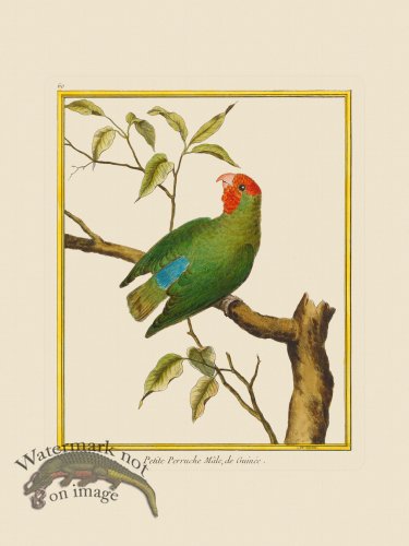(image for) Martinet Bird 060