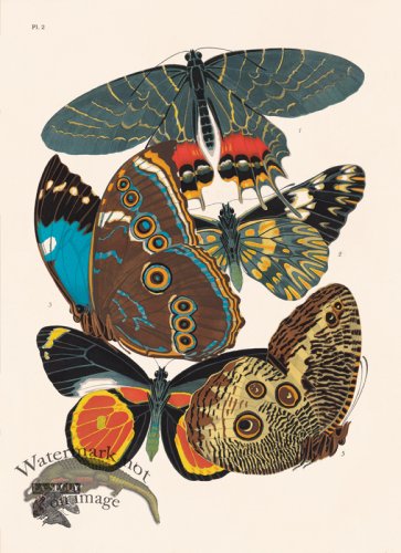 (image for) Seguy Butterfly 02