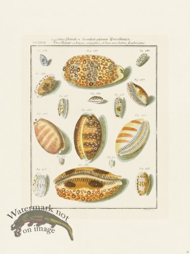 (image for) Martini Shells 011