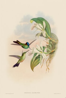 Gould Hummingbird 097