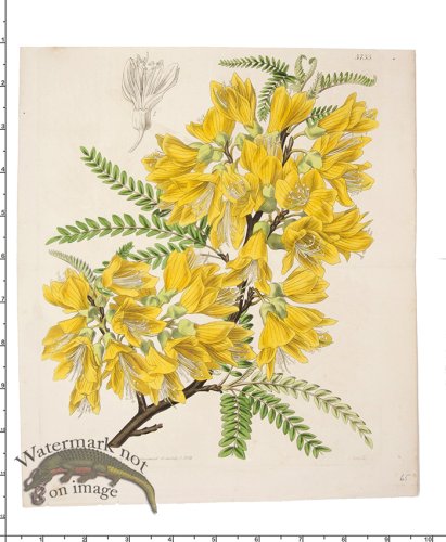 (image for) Curtis Botanical 047