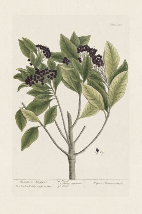 BEE 355 Jamaica Pepper