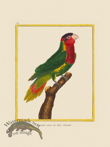 (image for) Martinet Bird 552
