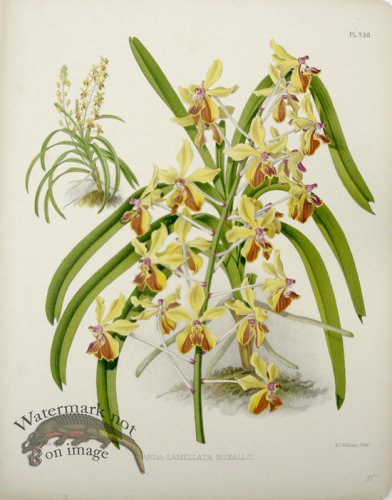 (image for) Linden Orchids 17