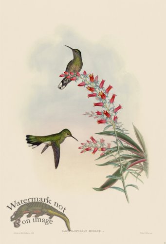 (image for) Gould Hummingbird 053