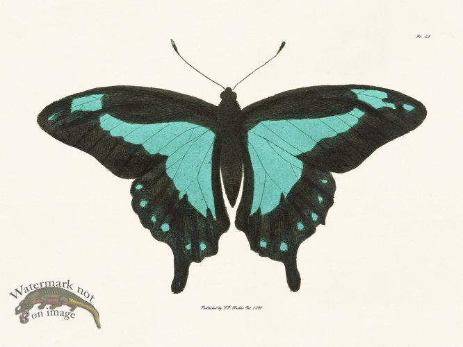 (image for) Nodder BF 54