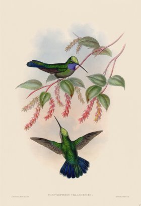 Gould Hummingbird 047