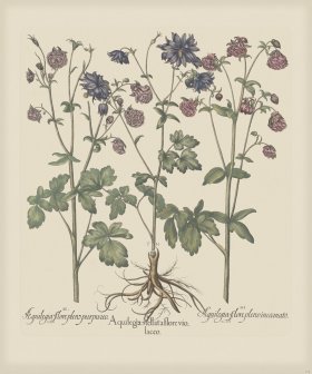 Besler 172 Colored B2