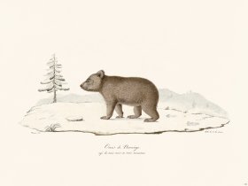Cuvier 124 Bear Cub of Norway